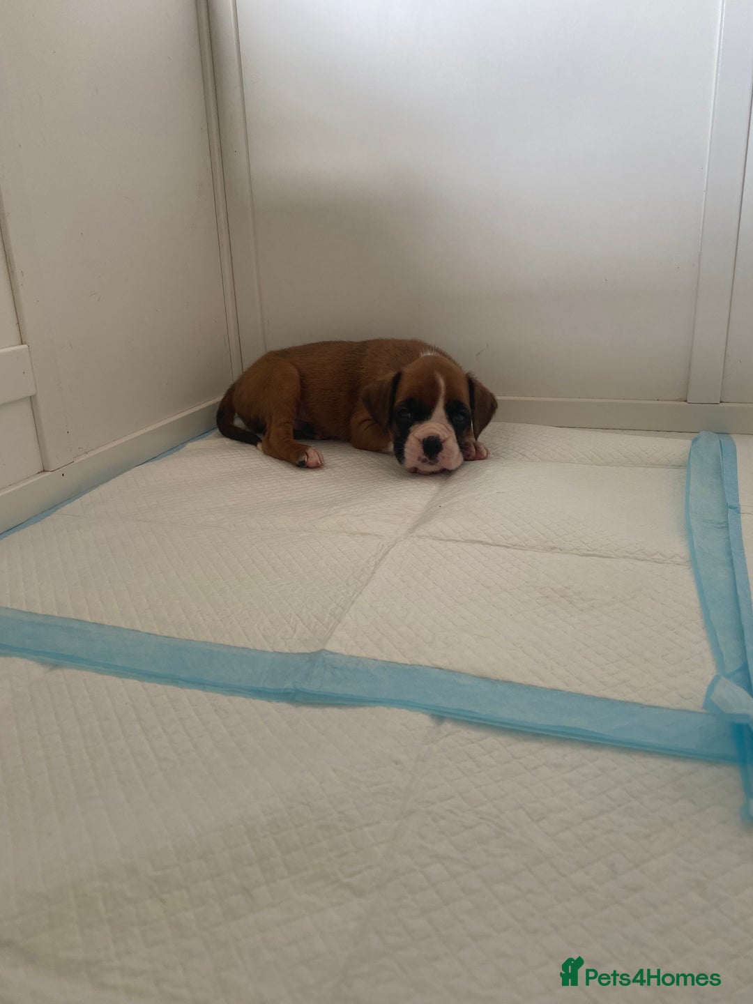 Boxer dogs for sale: Stunning Bob and long tail litter - Image 17