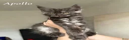Maine Coon cats for sale: Champion line Maine Coon Kittens- TICA Registered  - Advert 8