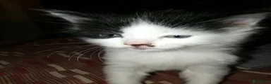Maine Coon Kitten 2