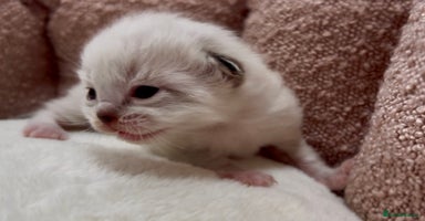 Ragdoll cats - Advert 7