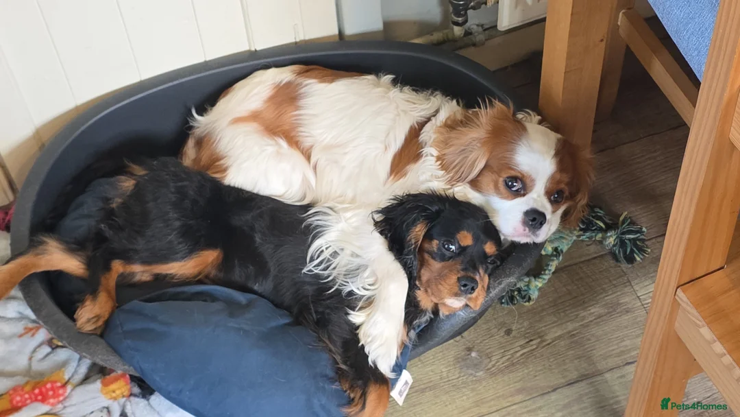 Cavalier King Charles Spaniel dogs for sale: Lovely female puppy  - Advert 7