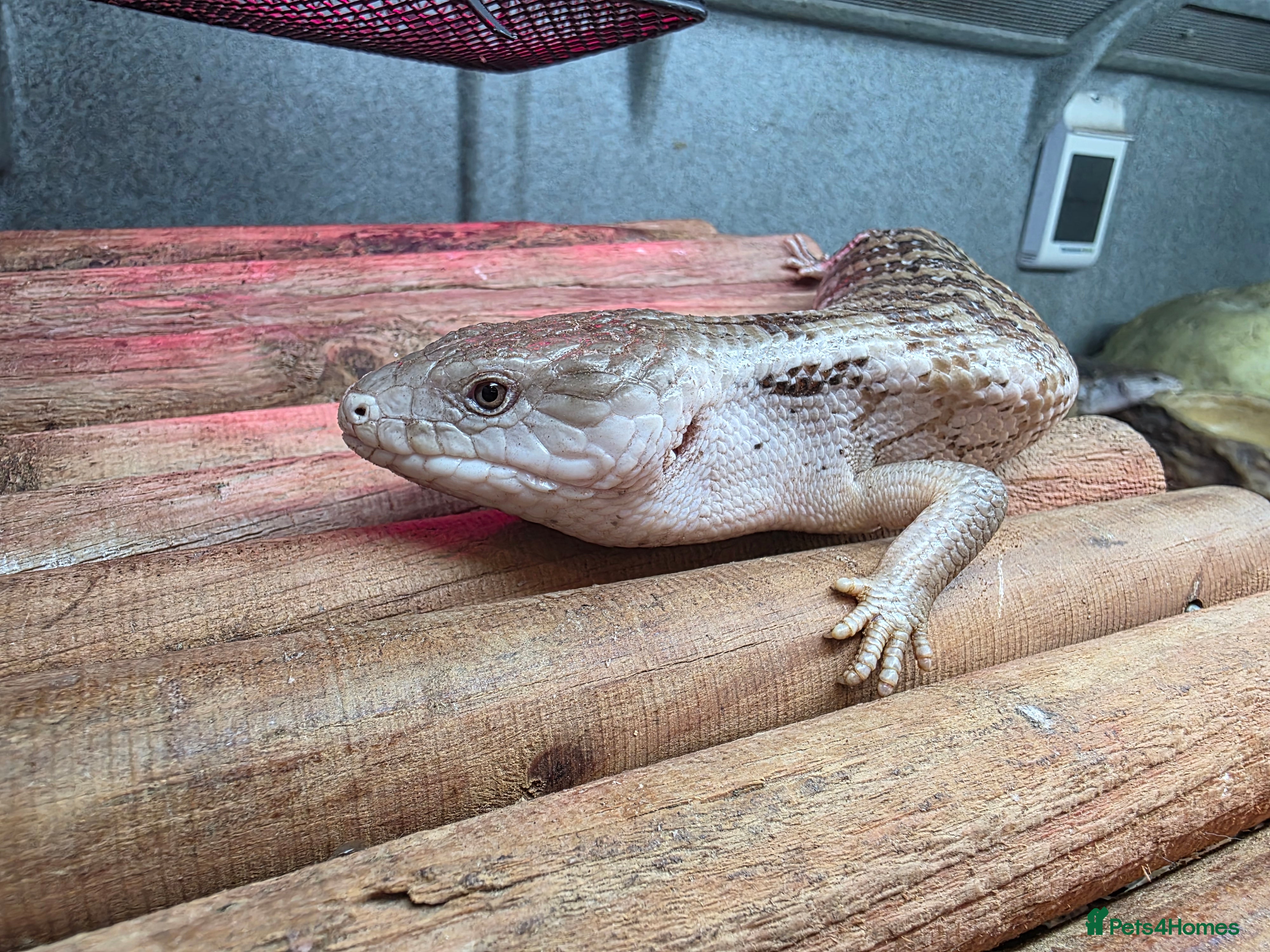 Skink reptiles Young Blue Tongue Skinks - Advert 1