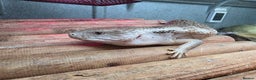 Skink reptiles for sale: Young Blue Tongue Skinks - Advert 1