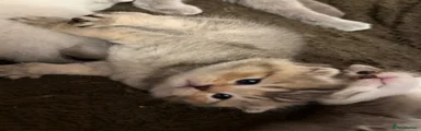Scottish Fold 2