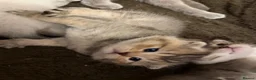 Scottish Fold cats for sale: Champion bloodlines Scottish Fold/Straight Kittens - Advert 20