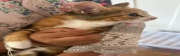 Mixed Breed cats for sale: Beautiful mixed kittens in Manchester - Advert 10
