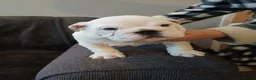 English Bulldog dogs for sale: Bulldog pups  - Advert 7