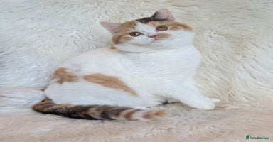 British Shorthair cats Amazing loving British shorthair kittens  - Advert 4