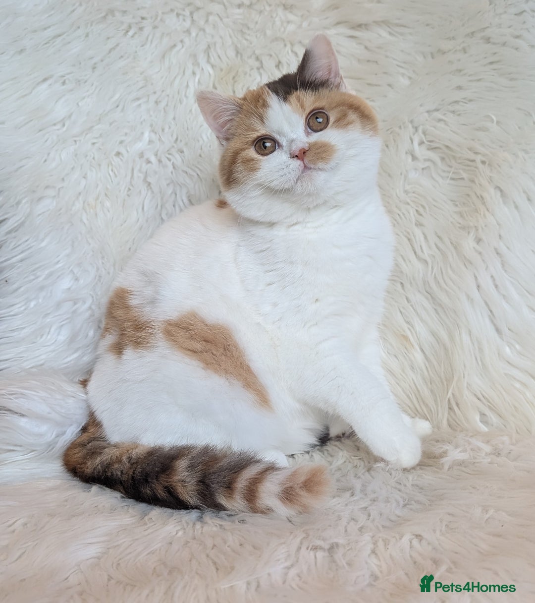 British Shorthair cats for sale: Amazing loving British shorthair kittens  - Advert 3