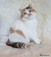 British Shorthair cats Amazing loving British shorthair kittens - Advert 7