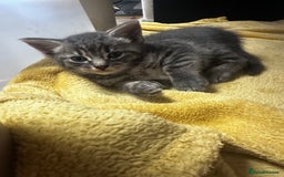 Mixed Breed cats for sale: 6 Of the cutest kittens ever !  - Image 27