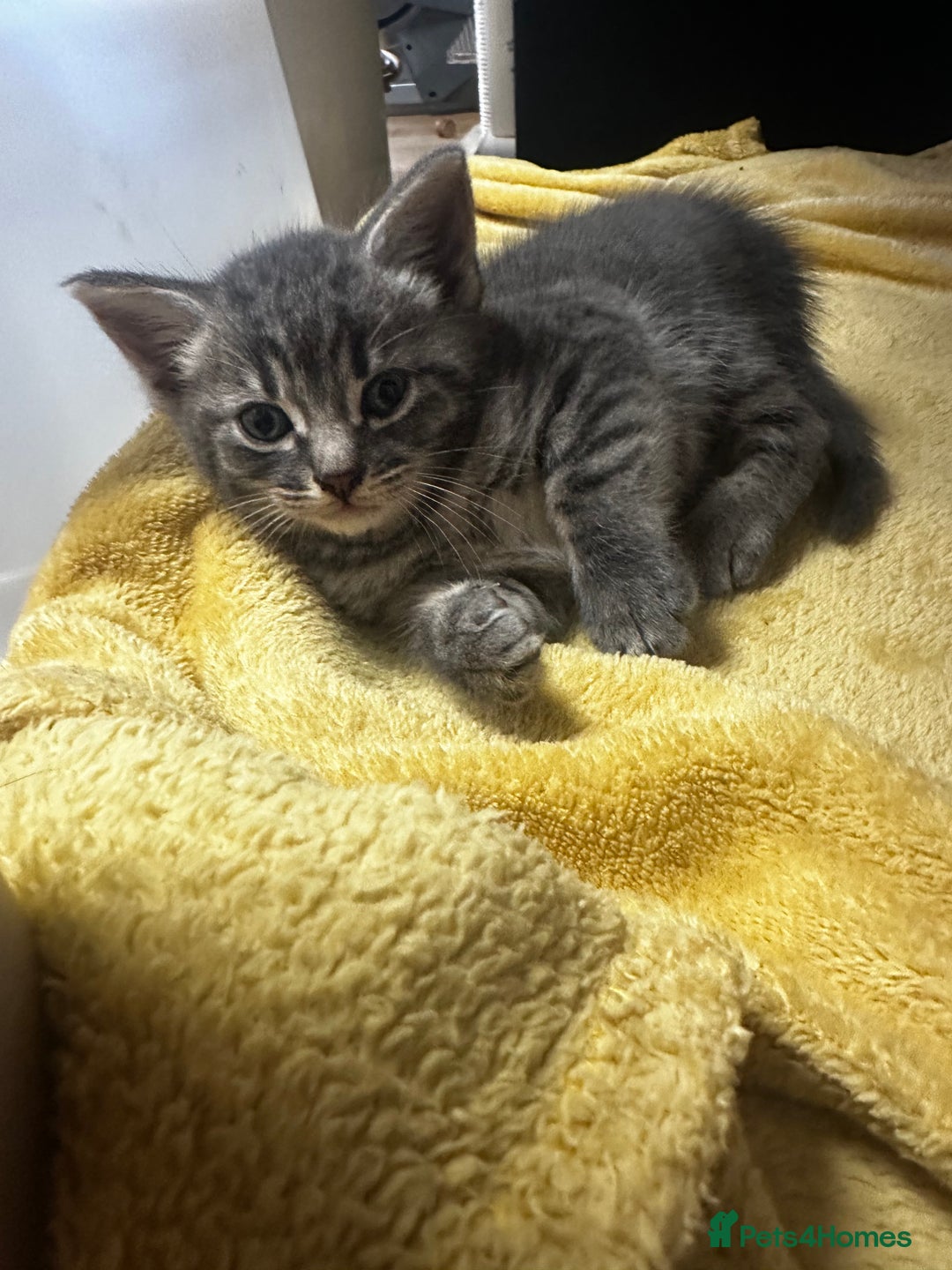 Mixed Breed cats for sale: 6 Of the cutest kittens ever !  - Image 27