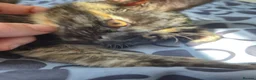 Mixed Breed cats for sale: Cats for sale - Advert 6