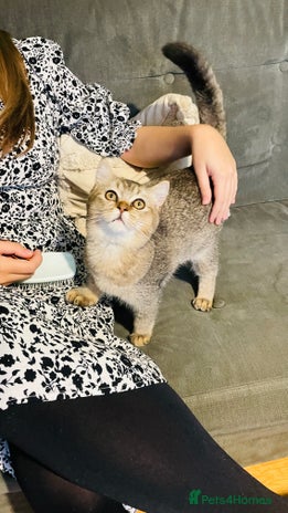 Scottish Fold cats Last golden boy ❤️ looking for new 🏠 - Advert 15