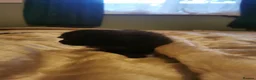Mixed Breed cats for sale: Black adorable kittens in Brough - Advert 8