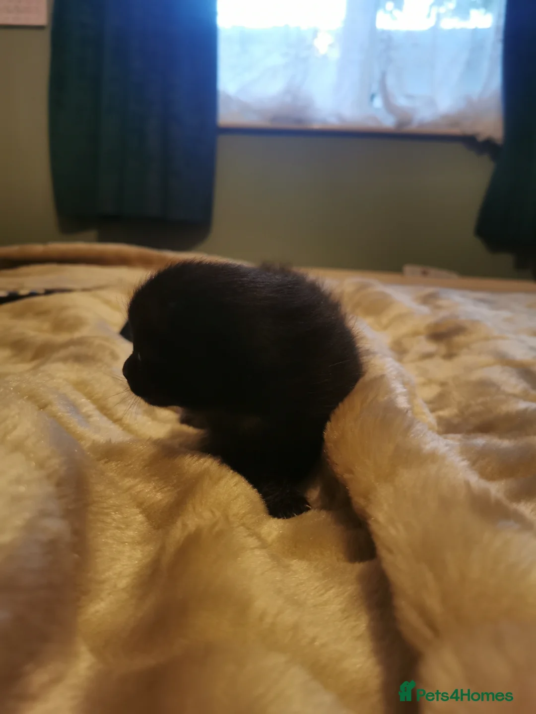 Mixed Breed cats for sale: Black adorable kittens in Brough - Advert 8