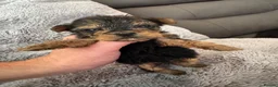 Yorkshire Terrier dogs for sale: Yorkshire Terrier Pups - Advert 9