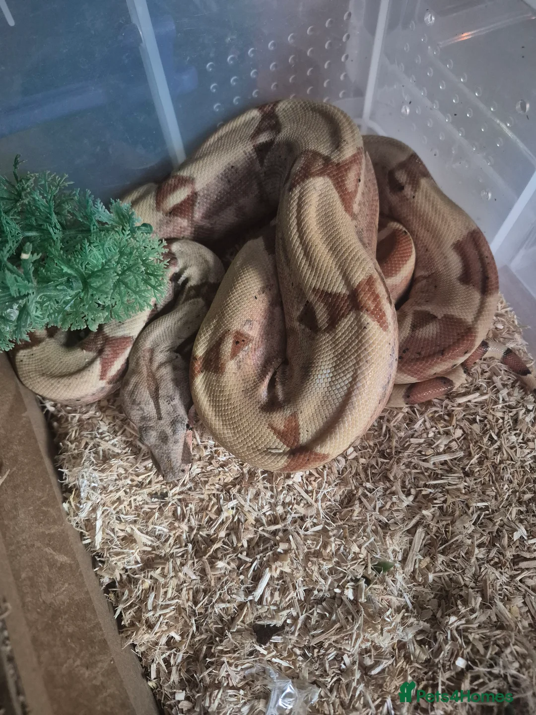 Boa Snake reptiles for sale: Juvenile boa constrictor  - Advert 10