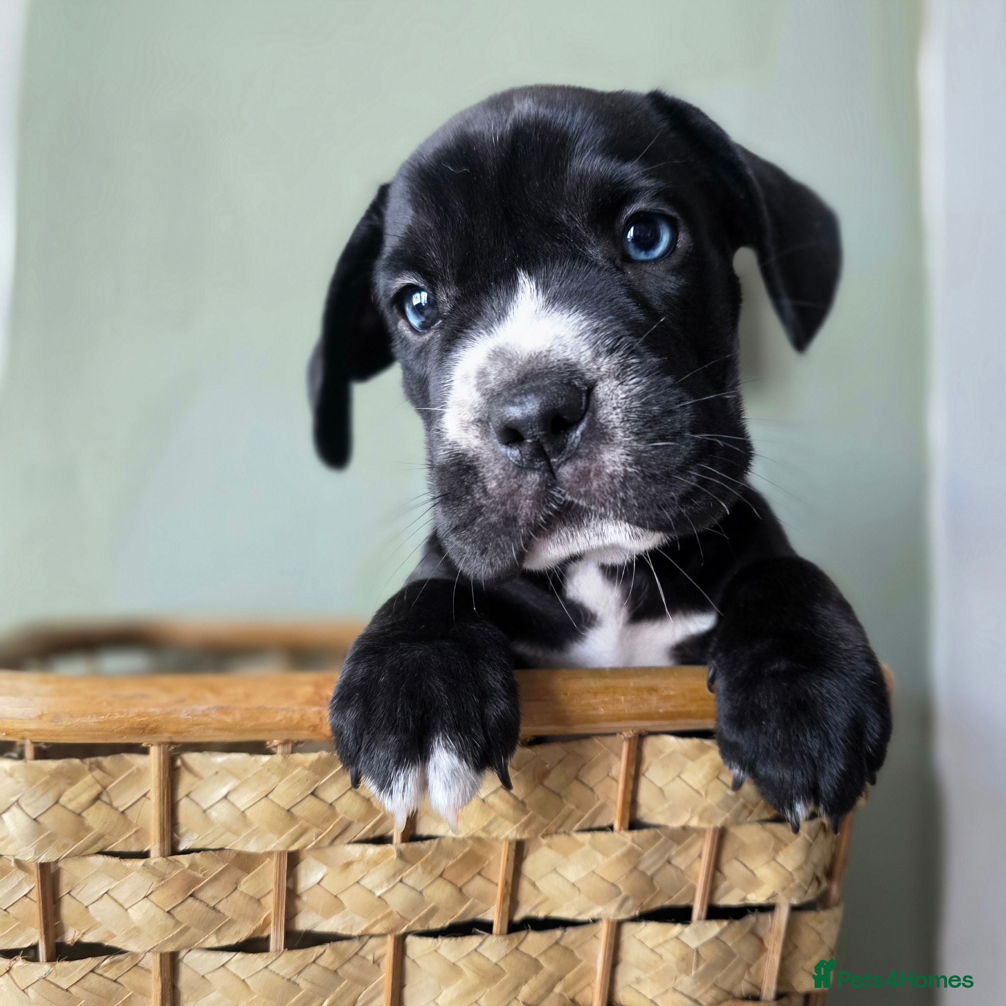 Mixed Breed dogs Ready in 9 days! 4 CHUNKY FRENCH LABS - Advert 6