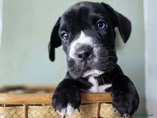 Mixed Breed dogs Ready in 8 days! 4 CHUNKY FRENCH LABS - Advert 1