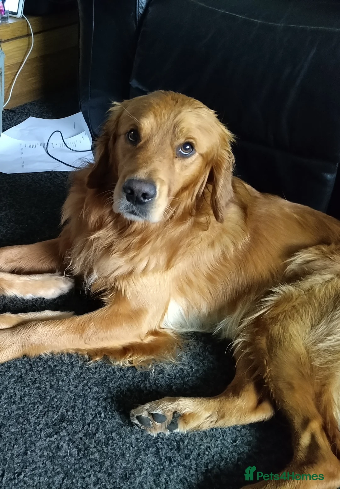 Golden Retriever dogs for stud: For stud in Scotland, excellent health scores in Glenrothes - Advert 3