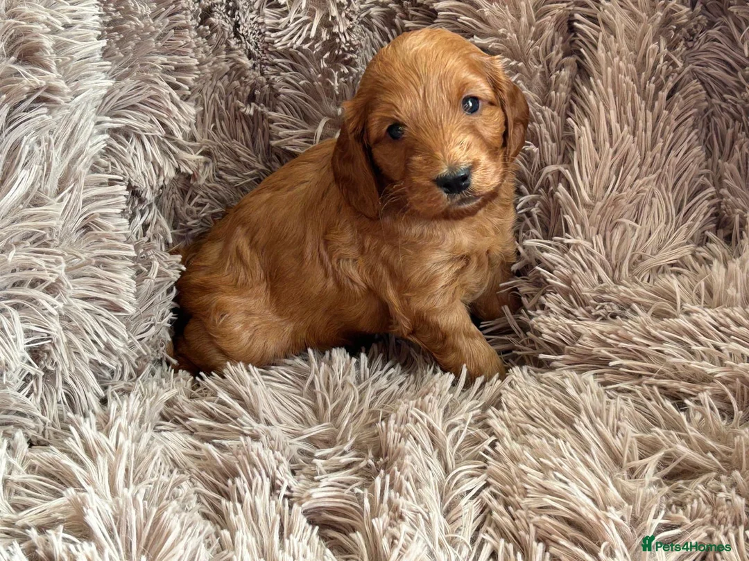 Cockapoo dogs for sale: 7 handsome cockapoo boys  in Pudsey - Advert 2