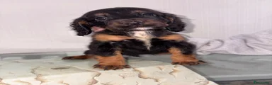 Cocker Spaniel 1