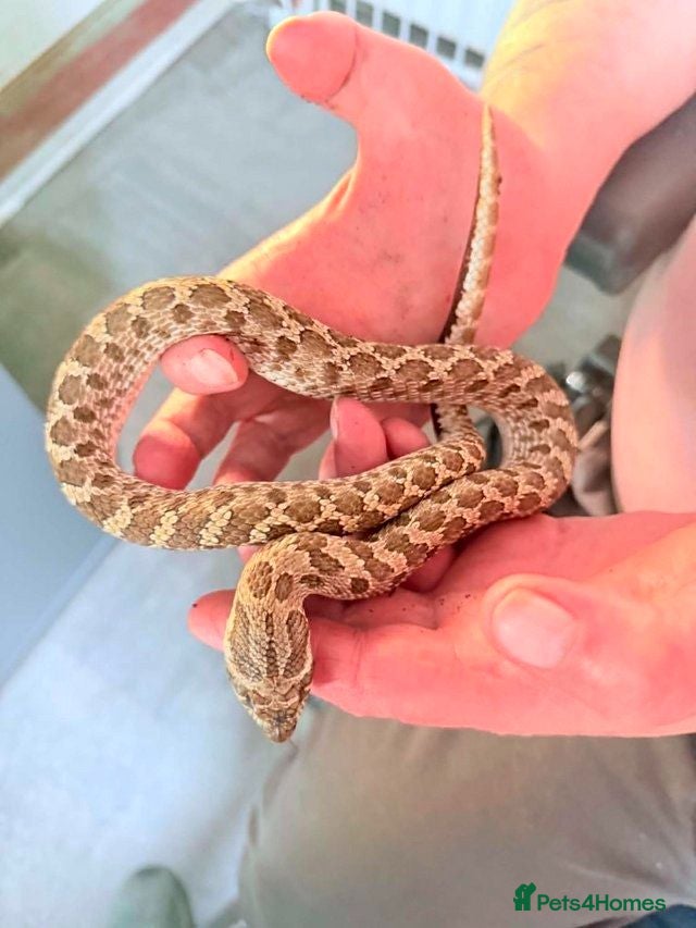 Snake reptiles Male western hognose. - Advert 1