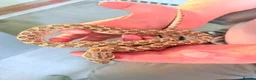 Snake reptiles for sale: Male western hognose. in Halifax - Advert 1