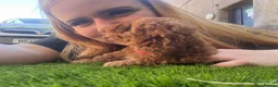 Cockapoo dogs for sale: Stunning F1B toy cockapoos - Advert 8