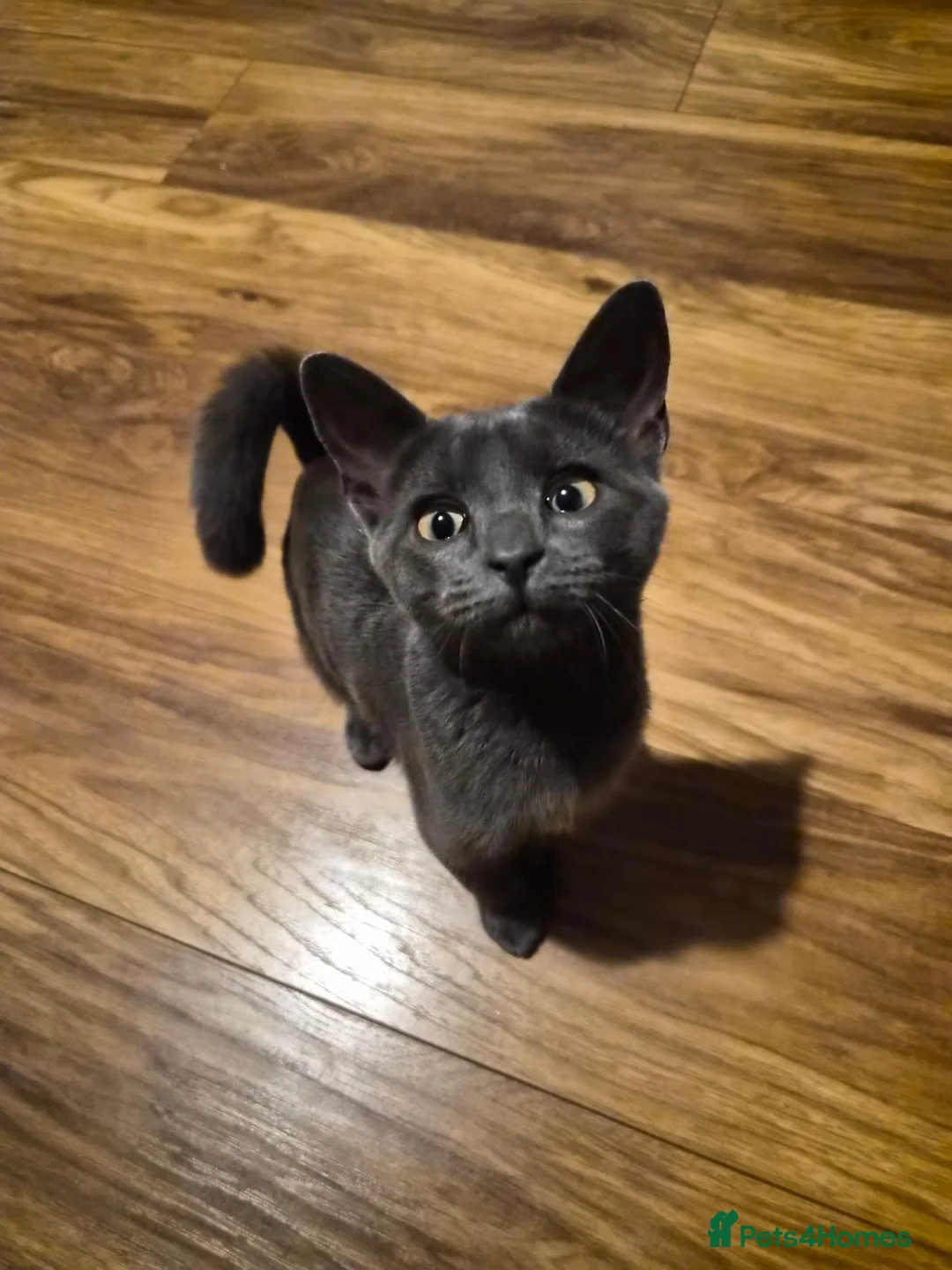 Mixed Breed cats for sale: 5 month old kitten  in York - Advert 2