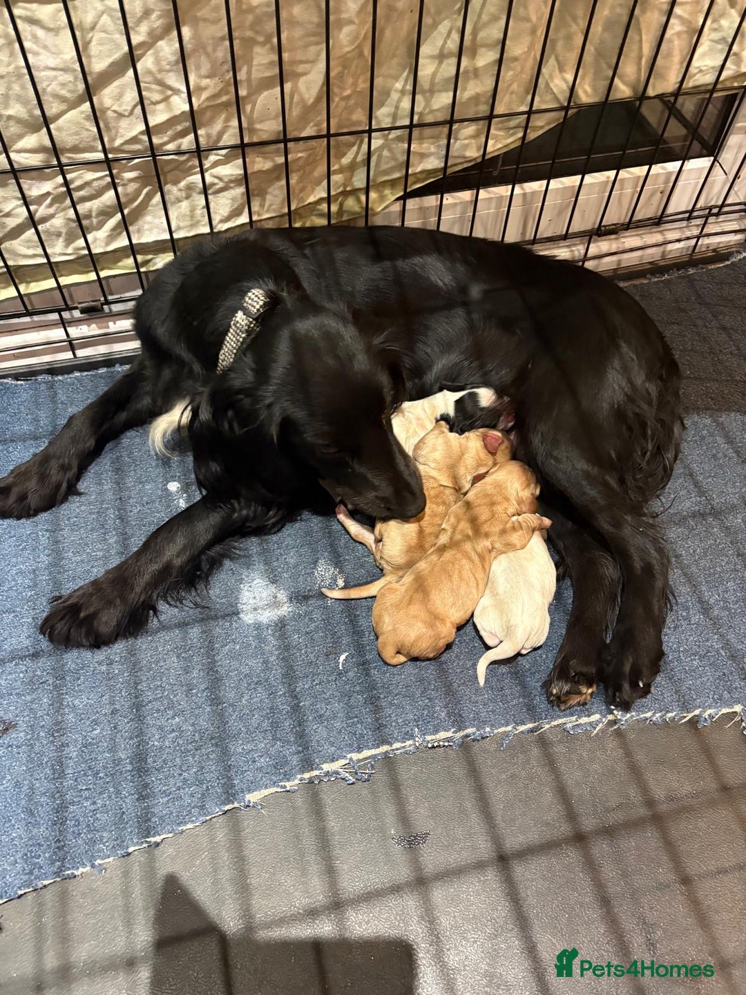 Cocker Spaniel dogs for sale: Beautiful cocker spaniel puppies for sale  - Advert 12