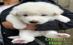 Japanese Akita Inu dogs for sale: Beautiful Japanese Akita Inu Puppies 2boys/2girls - Image 13