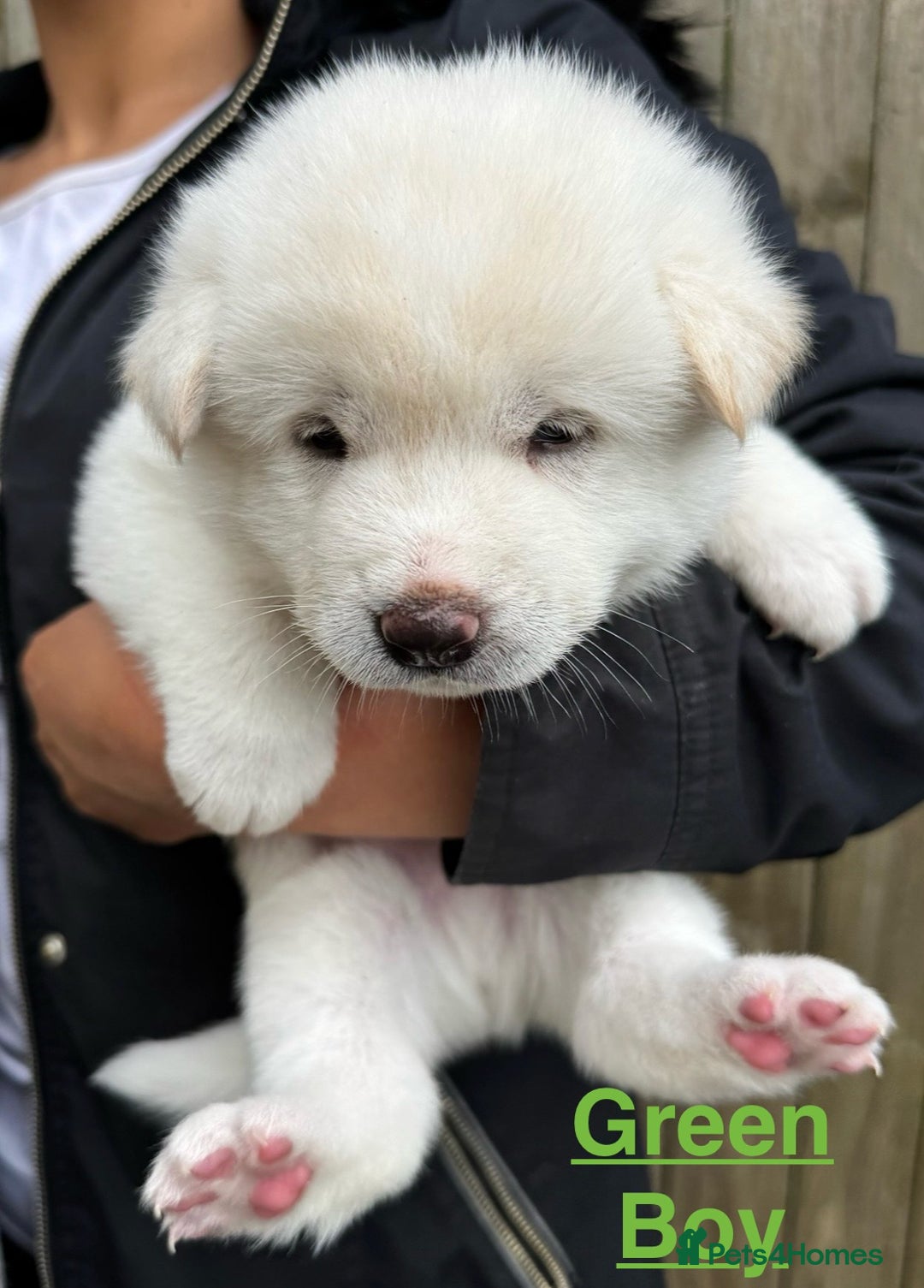 Japanese Akita Inu dogs for sale: Beautiful Japanese Akita Inu Puppies 2boys/2girls - Image 13