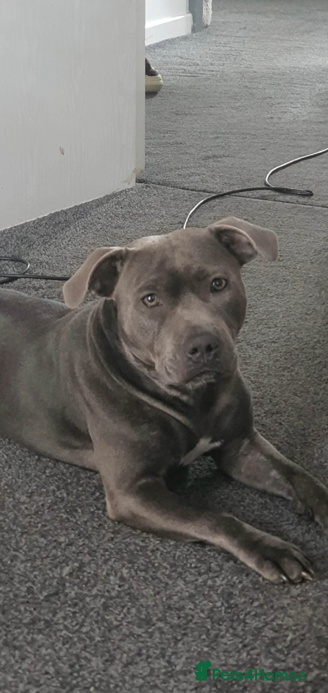 Staffordshire Bull Terrier dogs for sale: ⭐️Blue staffy pups ⭐️ - Advert 9