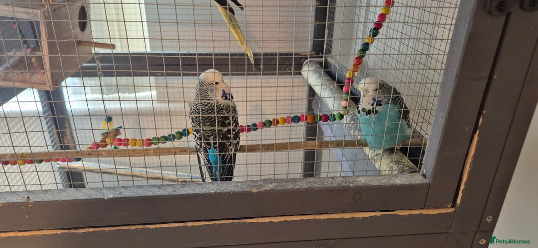 Budgerigars birds for sale: Cage and birds free to good home - Image 2
