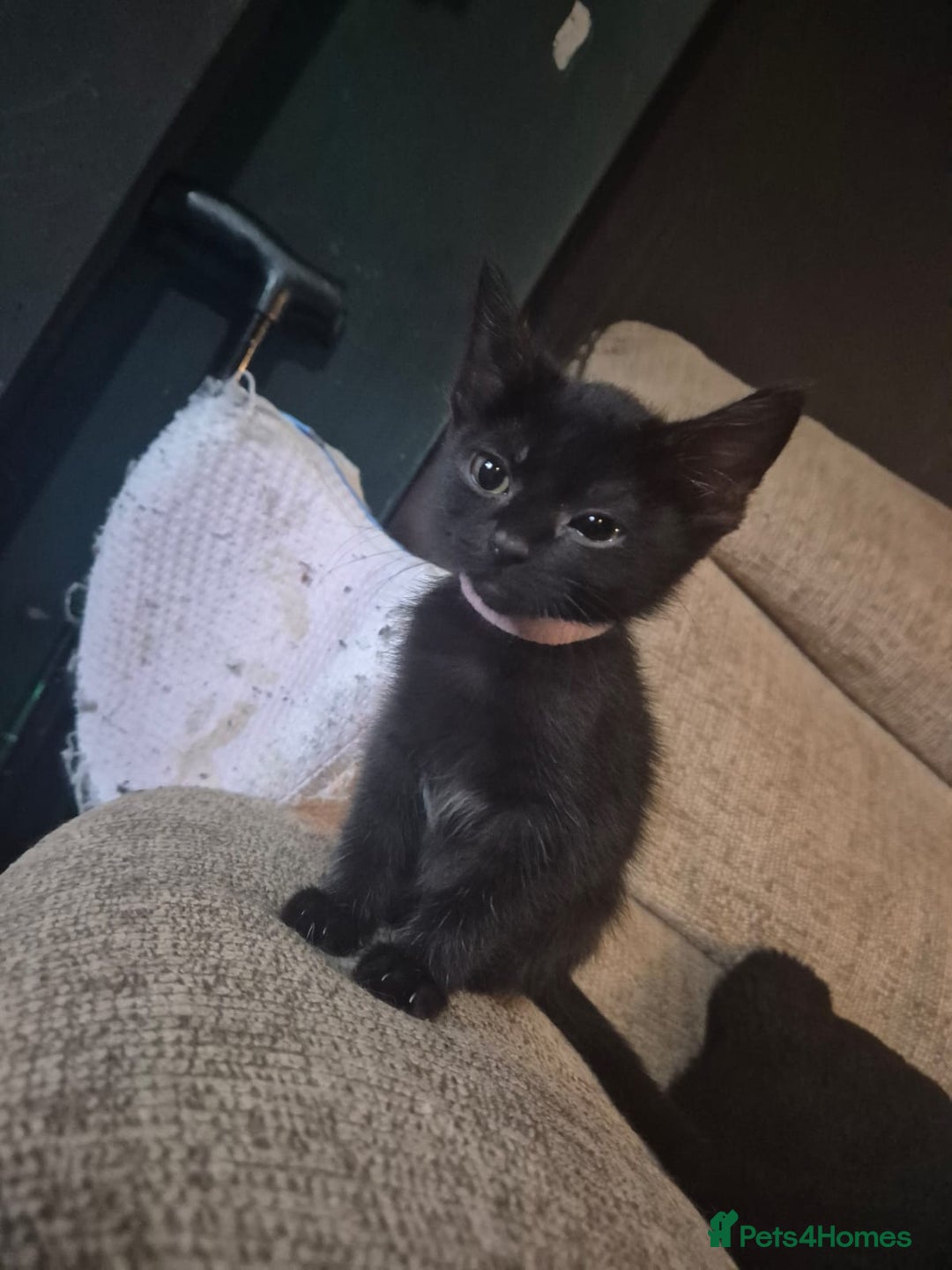 Mixed Breed cats for sale: Adorable black kittens for sale  - Image 12