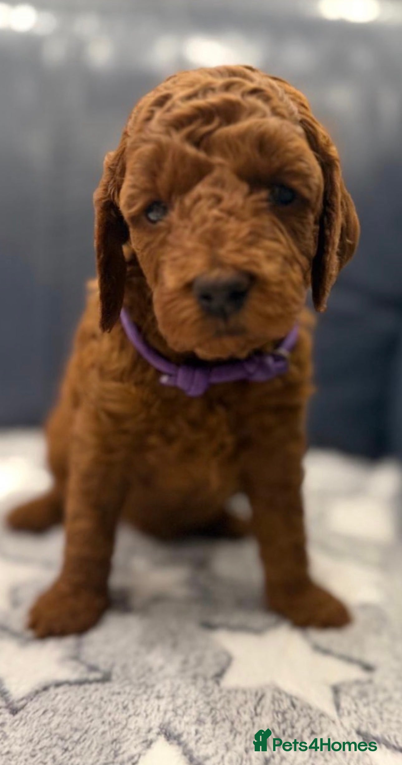 Mini Goldendoodle dogs Deep Red Mini Goldendoodle  - Advert 10