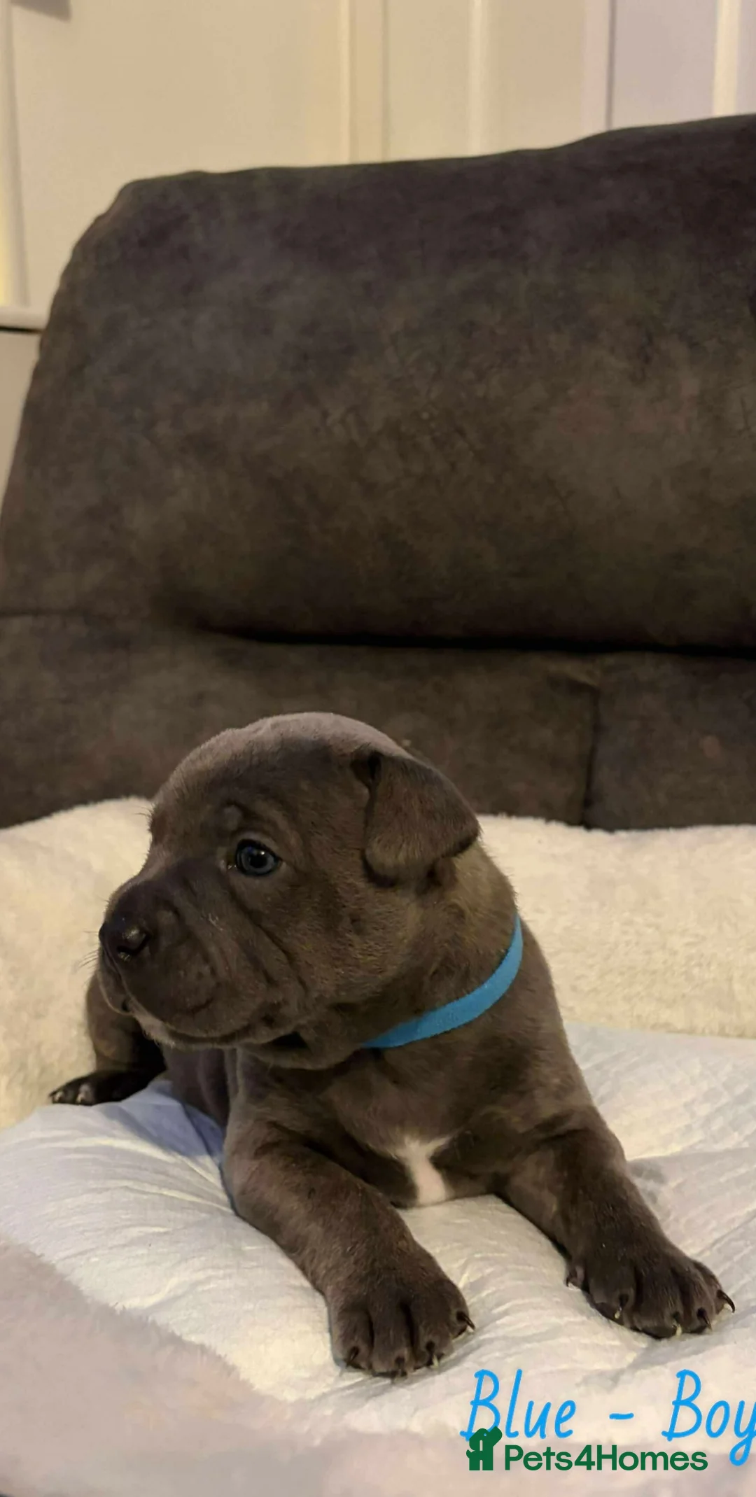 Staffordshire Bull Terrier dogs for sale: Staff puppies  - Advert 4