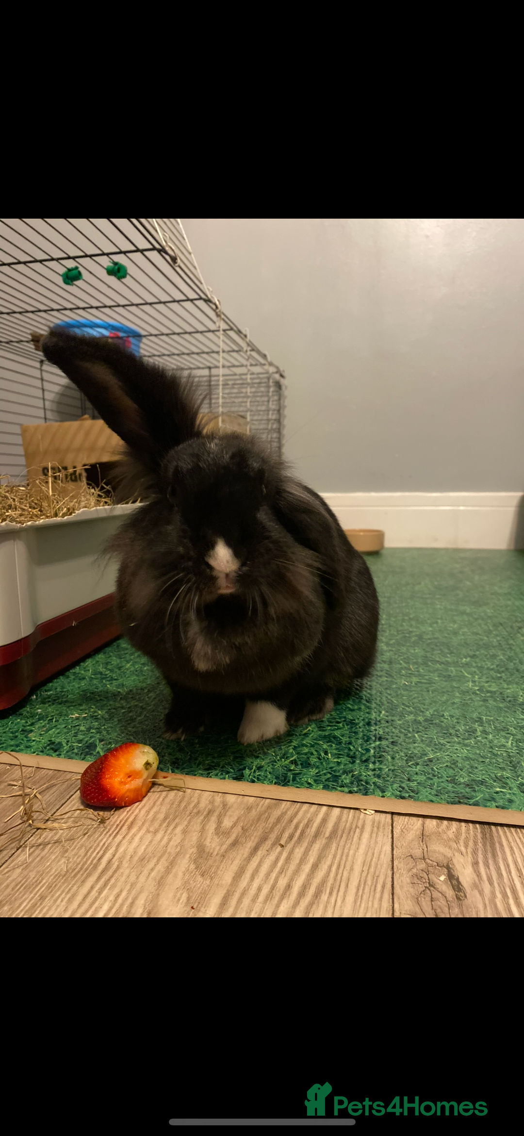 Lionhead rabbits for sale: 1 Male&1 Female lionhead rabbits available. - Image 13