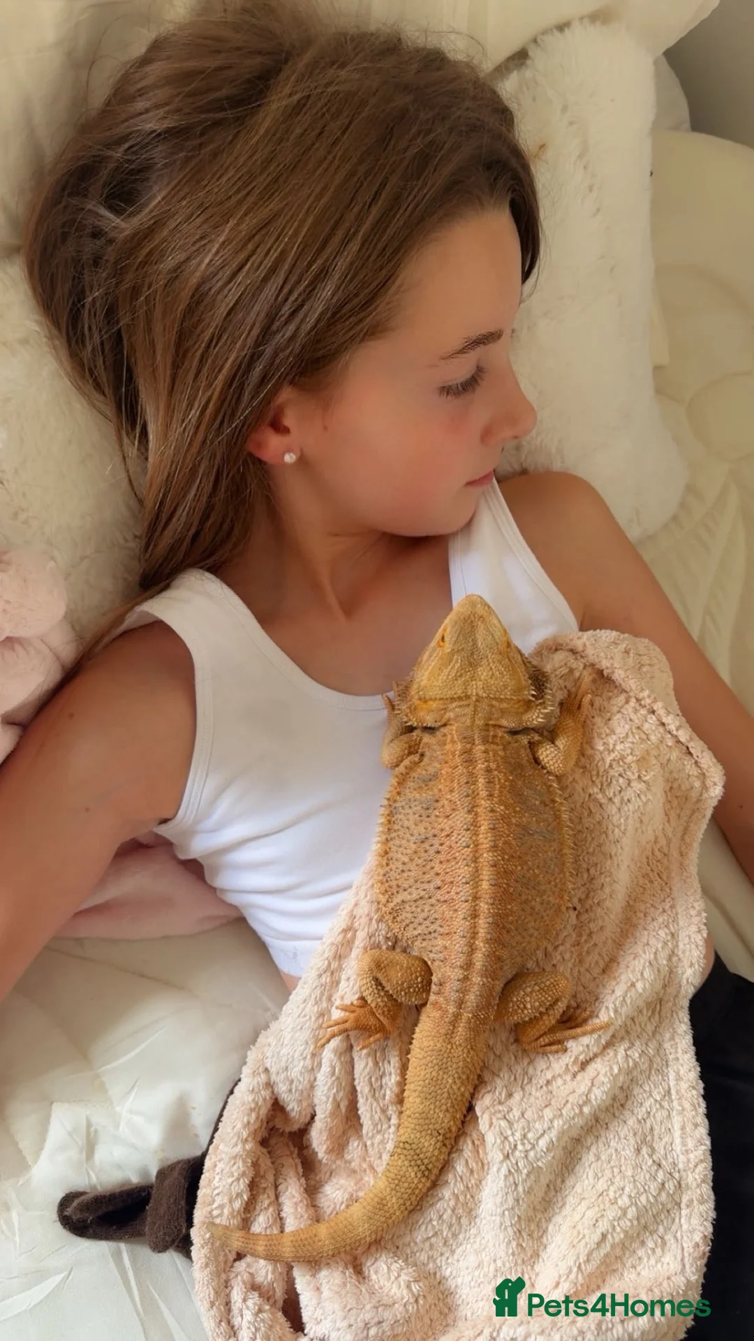 Bearded Dragon reptiles for sale: 2 yr old Breaded dragon (JayJay) in Glasgow - Advert 1