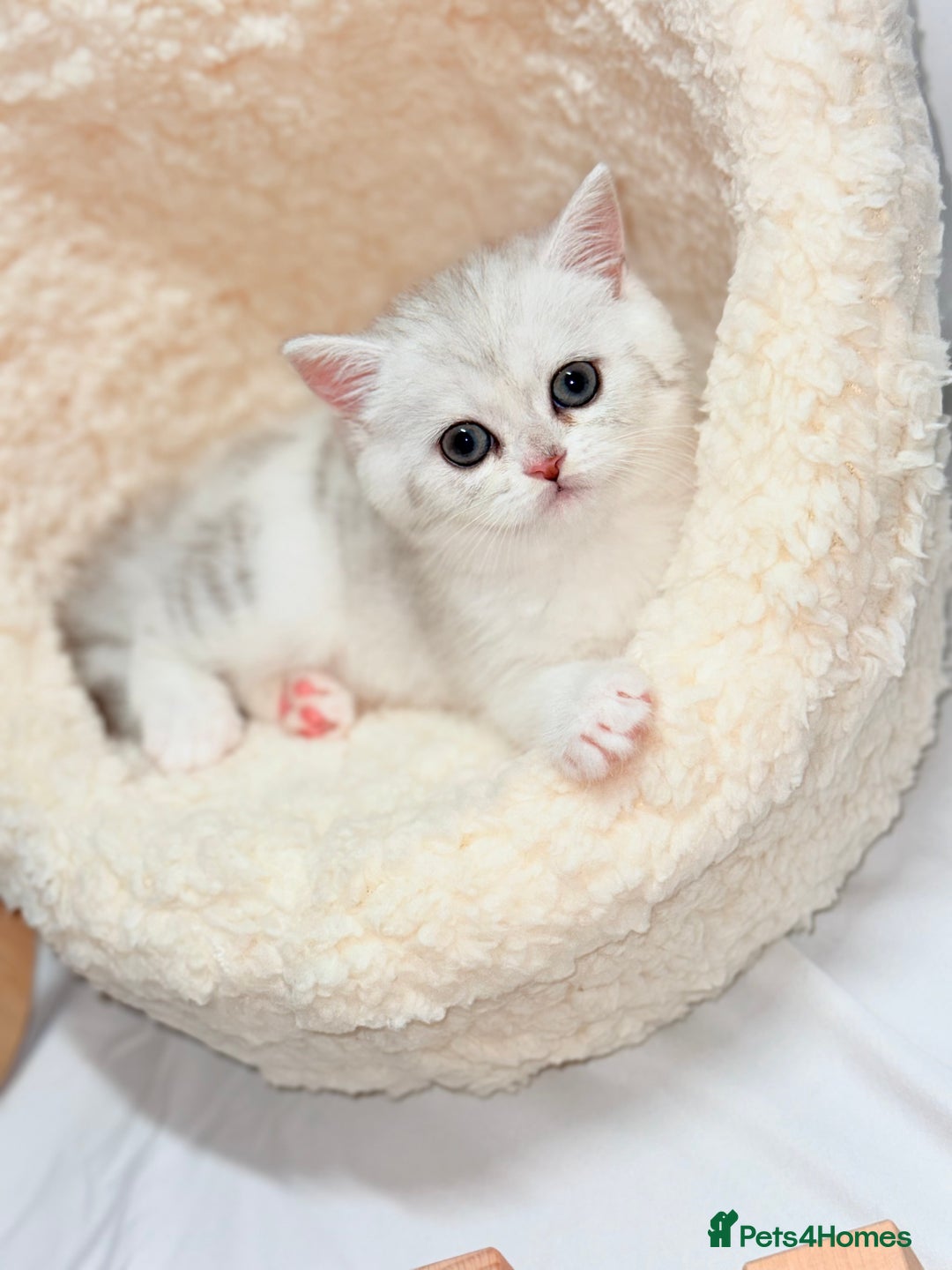 British Shorthair cats for sale: TICA REGISTERED CHAMPION LINES HUGE KITTEN 4 SALE! - Image 6