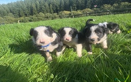 Bearded Collie dogs for sale: 🚨3/4 BEAUTIFUL BEARDIE PUPPIES 🚨 - Image 33