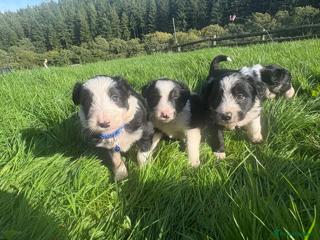 Bearded Collie dogs for sale: 🚨3/4 BEAUTIFUL BEARDIE PUPPIES 🚨 - Image 33