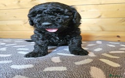 Australian Labradoodle dogs for sale: 💕 Stunning Australian Labradoodles! 💕 - Image 12
