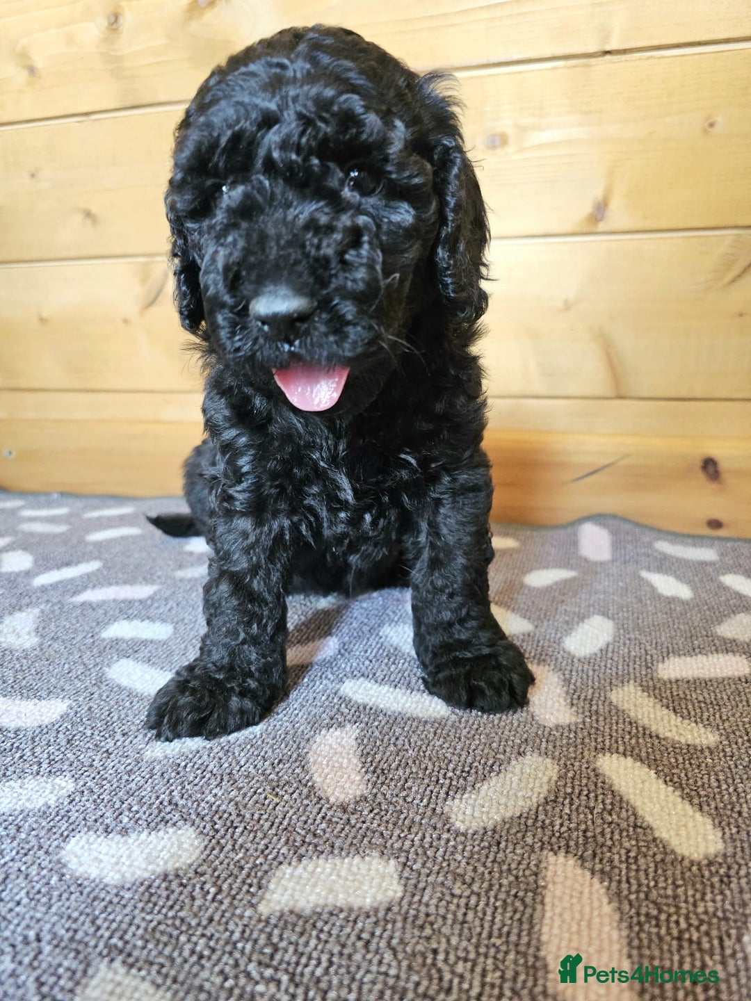 Australian Labradoodle dogs for sale: 💕 Stunning Australian Labradoodles! 💕 - Image 12