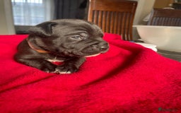 Staffordshire Bull Terrier dogs for sale: Mariusz  - Image 12