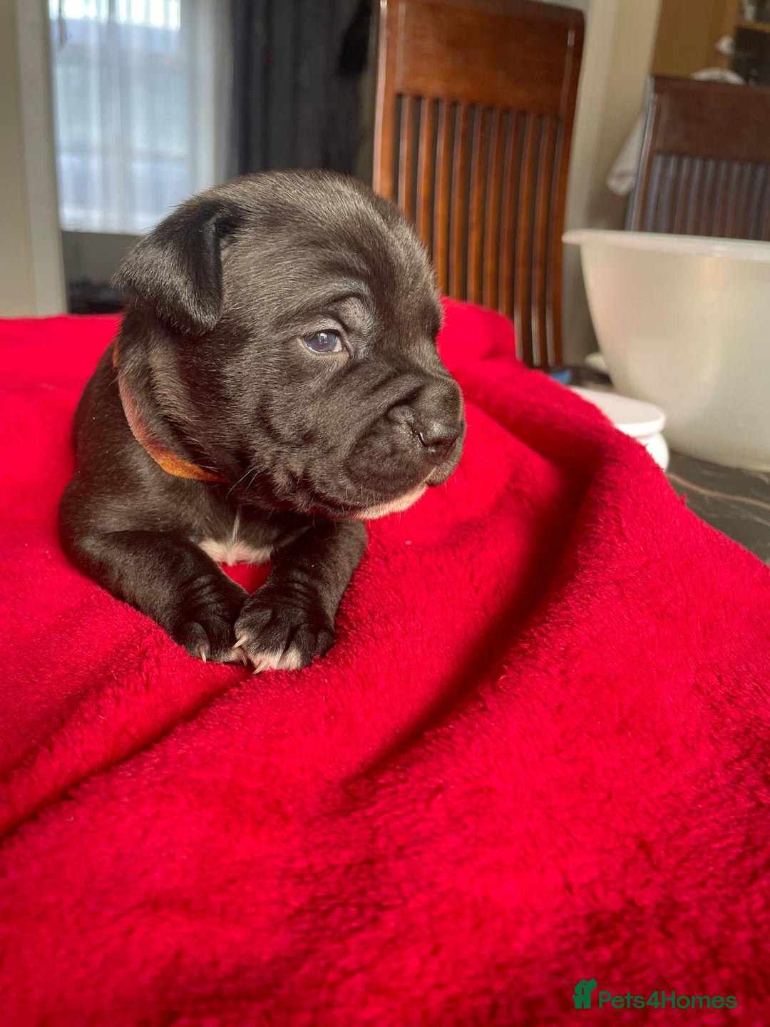 Staffordshire Bull Terrier dogs for sale: Mariusz  - Image 12