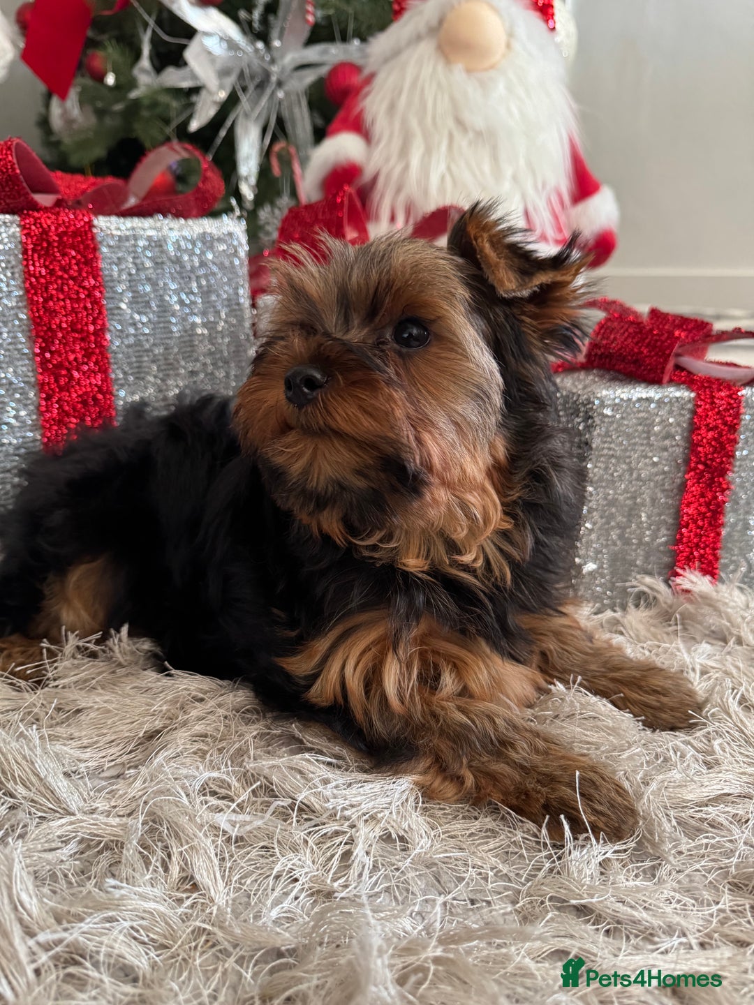 Yorkshire Terrier dogs for sale: Beautiful Pedigree Yorkshire Terrier puppies. - Advert 33