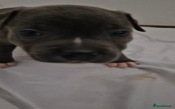 Staffordshire Bull Terrier dogs for sale: Blue staffs for sale £900 - Image 9